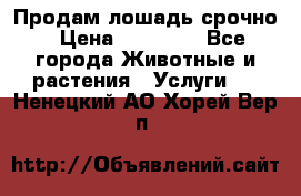Продам лошадь срочно › Цена ­ 30 000 - Все города Животные и растения » Услуги   . Ненецкий АО,Хорей-Вер п.